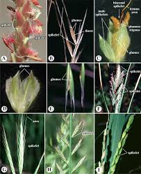 Image result for Eriocaulon abyssinicum