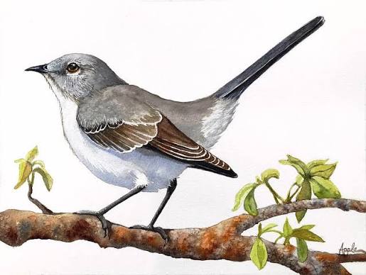 Northern Mockingbird Original Bird Wildlife by Linda Apple