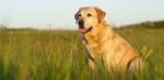 PuppyFind | Yellow Lab Puppies for Sale