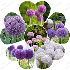 Plant does not set seed, flowers are sterile, or plants will not come true from seed. Giant Allium Giganteum Seeds Purple Allium Seeds Big Pompon Garden Plants Bonsai Giant Series 30 Particles Bag Bonsai Lowes Bonsai Waterbonsai Prices Aliexpress