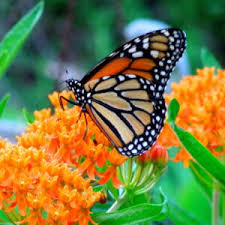 See this plant in the following landscapes: North Carolina Native Plant Society North Carolina Native Plant Society