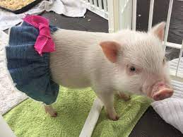Blue Jean Baby Denim Tutu Etsy Pig Clothes Baby Animals Cute Piglets