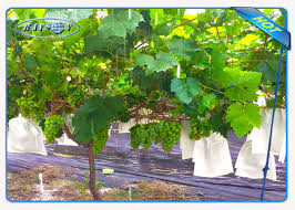 If you're looking for a low maintenance solution to weeds in your landscape, weed barrier might be a good option. Enviro Vegetable Garden Weed Barrier Agriculture Non Woven Cover Ground Weed Control Fabric