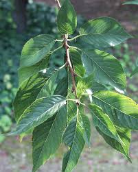 Check spelling or type a new query. Ufei Selectree A Tree Selection Guide