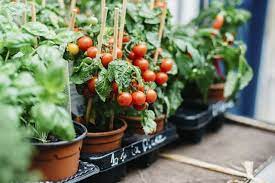 Your garden supply and advice hq. A 5 Step Guide To Growing A Home Vegetable Garden