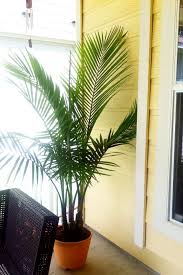 Palm Tree Back Patio Home Decor Palm Trees Palm Backyard