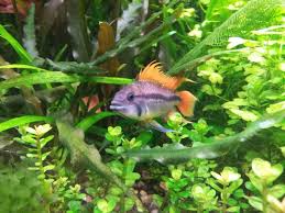 The double full red cockatoo cichlid(appistogramma cacatuoides) originates from south american streams and pools. Cockatoo Cichlid Care Guide Size Tank Mates Lifespan Diet
