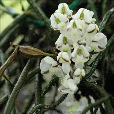 Image result for Microcoelia bulbocalcarata