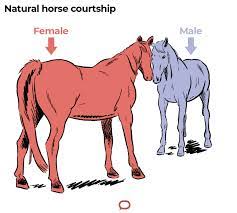 Breeding Thoroughbreds Is Far From Natural In The Race For A Winner