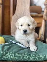 Golden Lab Puppies Puppies And Dogs For Sale Pets Classified Ad Oregonlive Com Lab Puppies Dogs For Sale Puppy Socialization