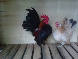 Maybe you would like to learn more about one of these? Mengenal Ayam Serama Yang Mendunia Sinau Ternak