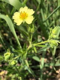 Image result for Schinziella