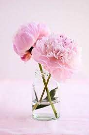 Download this free japanese peony flower wallpaper in high resolution and use it to brighten your pc desktop, ipad, iphone, android, tablet and every other display. 6 Plants For Good Feng Shui Indoindians Com