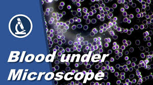 Exciting update to our offset library! 060 How To Look At Blood Under The Microscope Citizen Science And Amateur Science Observations Youtube