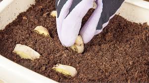 Prenez un petit rhizome qui commence à germer (je ne sais pas si on dit germer pour un rhizome ). Planter Du Gingembre Chez Soi Les Bons Gestes