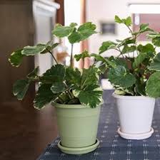 Sun, tolerates diverse soil conditions. Aralia Costa Farms