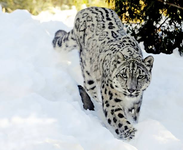 Snow leopard in snow Spiti