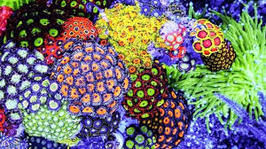 Beautiful coral reef great barrier reef. 10 Prettiest Coral Reefs On The Planet Youtube