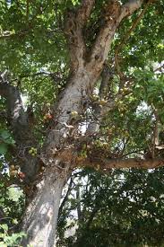 Image result for Ficus sur