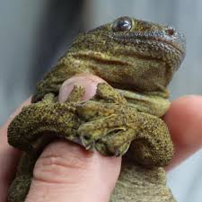 Image result for Rhipidoglossum eggelingii