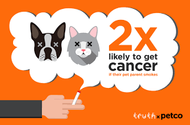 In the united states, at least 30 percent of all cancer deaths each year are caused by cigarette smoking and secondhand smoke exposure. Free Pet Charm Protect Your Dog Or Cat From Secondhand Smoke Finishit Woof Woof Mama Your Pet Secondhand Smoke Pet Collar Charms