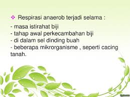 Namun demikian, bahan sisa metabolisme tersebut dapat diubah kembali menjadi glukosa. Respirasi 1 By Irda Safni Ppt Download