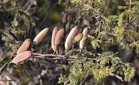 Image result for Acacia welwitschii