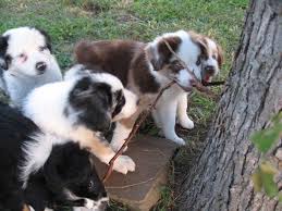No puppies available at this time. Rusty A Texas Aussies Facebook