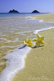 Plumeria Blossoms On Lanikai Beach Plumeria Hawaiian Plumeria Lanikai Beach