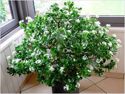 Crassula Ovata Crassula Ovata Crassula Plantes Jade