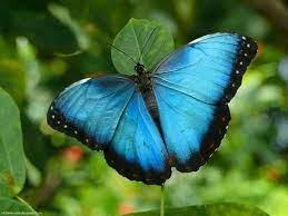 Mariposas Fauna Costa Rica Blue Morpho Butterfly Most Beautiful Butterfly Butterfly Pictures
