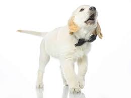 5.1 bleibe auf dem laufenden Welpe Bellt Welpenknigge De