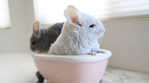 Whereas you and i have only one hair growing out of each hair follicle. Pin On Chinchilla