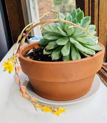 Succulents are soft tender plants that are able to retain water and adapt to dry soil or climate conditions. Identification Help Please My Wife And I Have Been Raising This Gorgeous Flowering Succulent For About 14 Months Now From 3 Tall Spends Summers Outside Ny Succulents