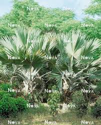 Image result for Latania loddigesii