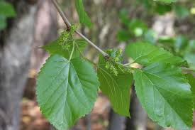 Image result for Morus