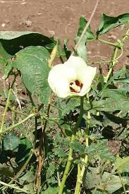 Image result for Abelmoschus esculentus