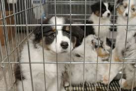 Yes, i would like to learn more about strengthening my relationship with the dog or cat in my life by receiving pet ownership advice and special offers from petbasics. New York Senate Passes Ban On Pet Store Animal Sales Mental Floss