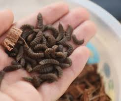 There are many ways to break down organic matter, so the question becomes: Compost With Black Soldier Flies 6 Steps Instructables