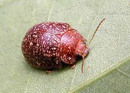 Image result for Paropsia braunii