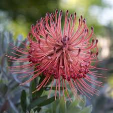 Image result for Strobilanthes anisophylla