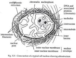 We did not find results for: Nucleus Meaning And Structure