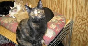 Unless otherwise noted, all adoptions include spay/neuter, age appropriate vaccines, testing, deworming and microchip. Adopt Jasmine On Petfinder Old Cats Cute Animals Animals