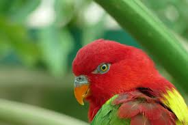 It located between two continents (asia and australia), and two oceans (indian ocean and pacific ocean). In Protecting Songbirds Indonesia Ruffles Owners Breeders Feathers