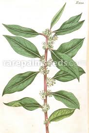 Image result for Ilex mitis