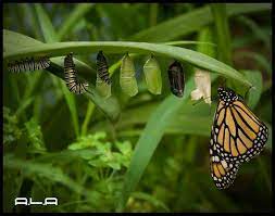 El Proceso De Cambio De Oruga A Mariposa La Calidad De Vida Vida