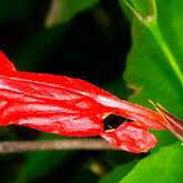 Image result for Ruellia brevifolia