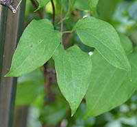 クレマチス 園芸種 Clematis Sp キンポウゲ科 Ranunculaceae センニンソウ属 三河の植物観察