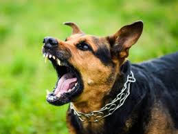 why dogs suddenly bark at some people know from astrology | कुछ लोगों को  देखकर कुत्ते अचानक क्यों भौंकने लगते हैं? शनि दोष से क्या है संबंध, ज्योतिष  से जानें कारण -