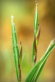 Image result for Pleioblastus fortunei